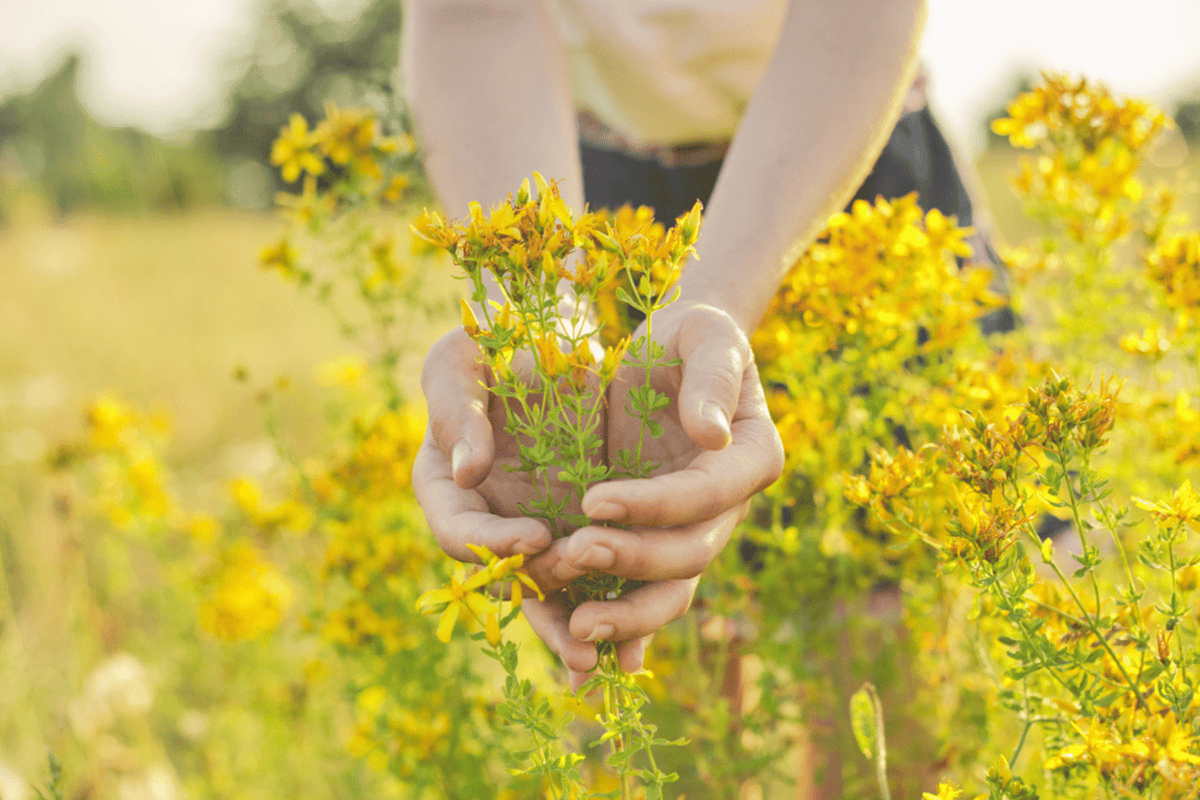 Sustainably Harvesting St John's Wort