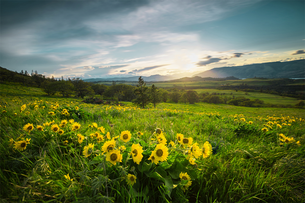 Columbia gorge wildflowers