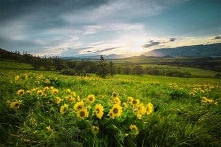 Columbia gorge wildflowers
