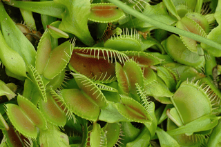 Venus Fly Trap