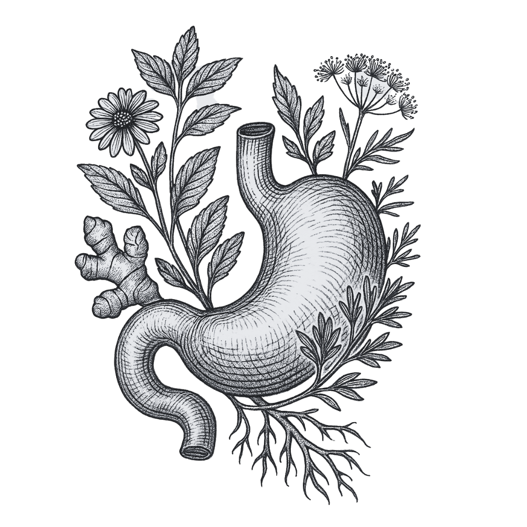 Digestive