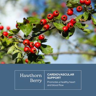 Hawthorn Capsules