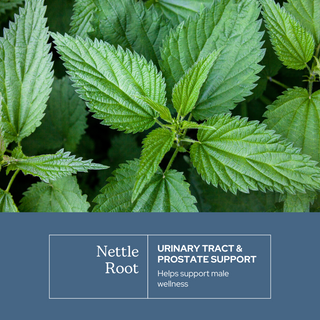 Nettle Root Capsules