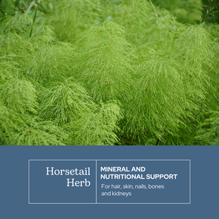 Horsetail Capsules