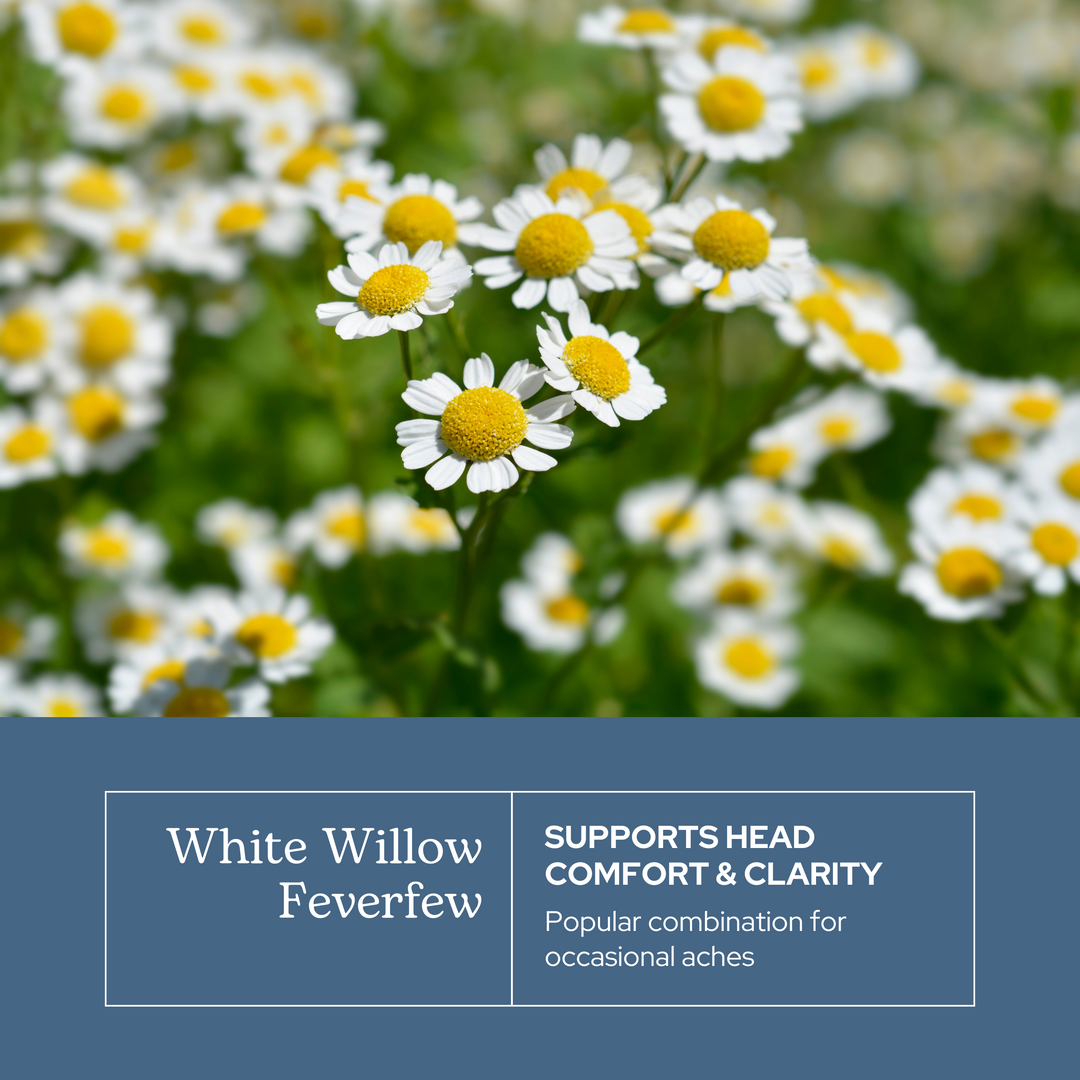 White Willow Feverfew