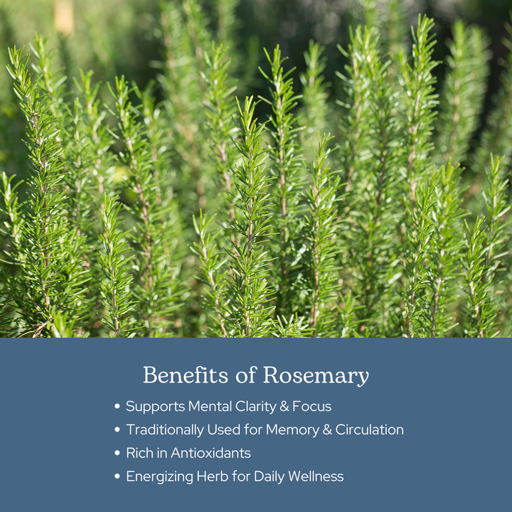 Rosemary Capsules