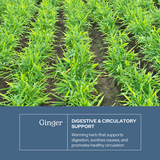 Ginger Capsules