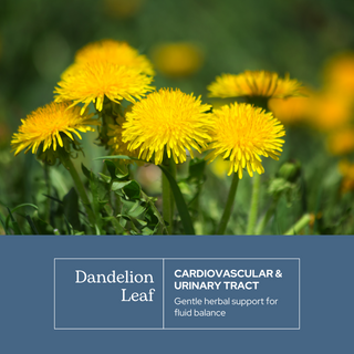 Dandelion Leaf Capsules