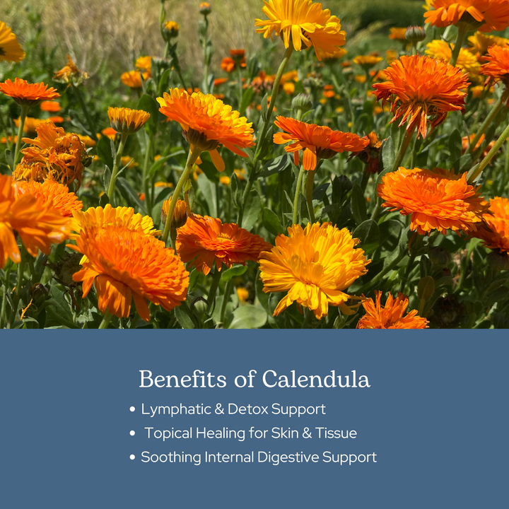 Calendula Capsules