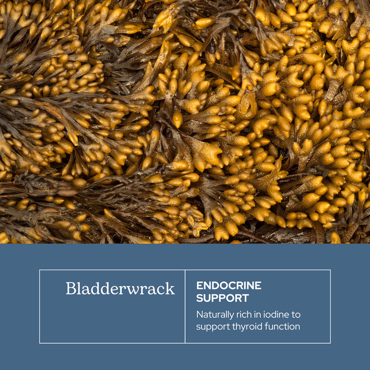Bladderwrack Capsules