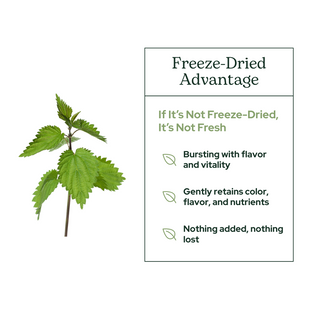 Nettle Leaf
