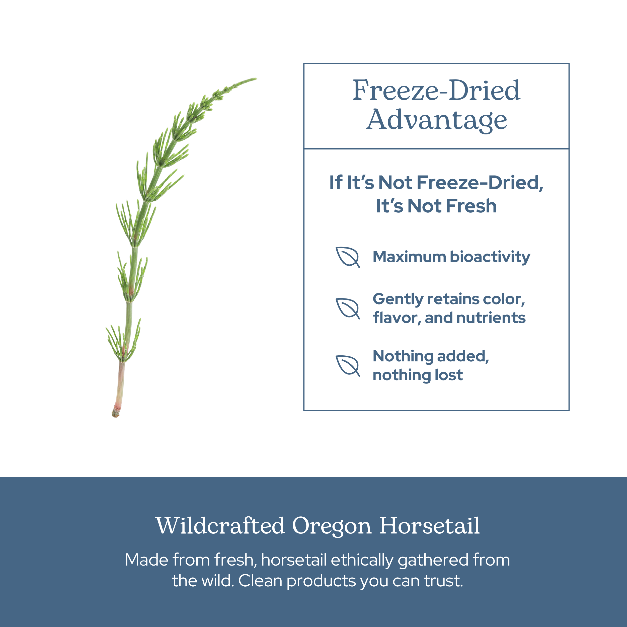 horsetail plant indoor benefits Eclectic Herb Horsetail Freeze-Dried