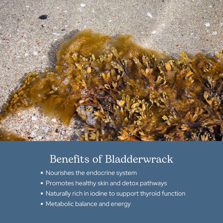 Bladderwrack Capsules