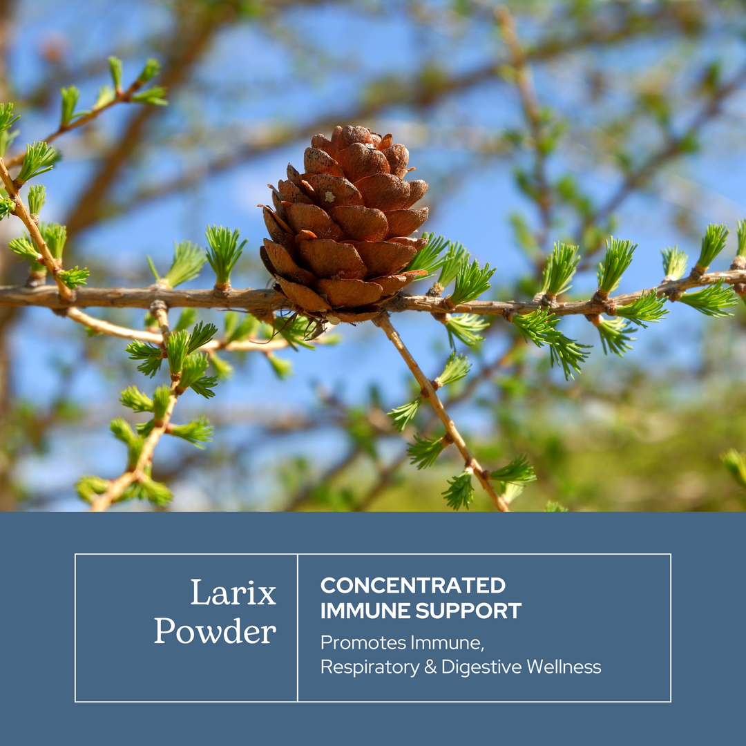 Larix Powder