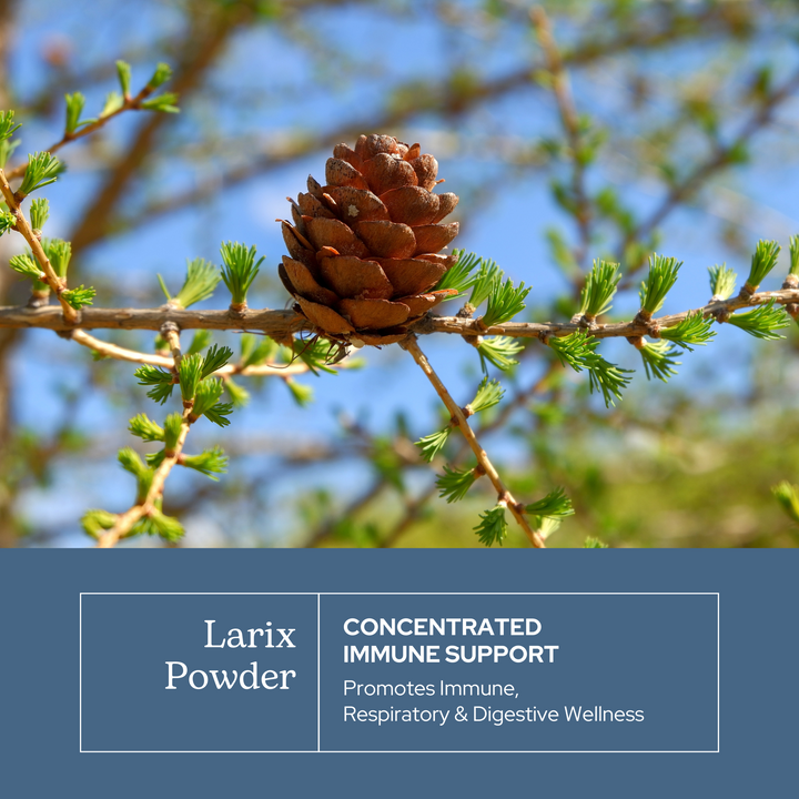 Larix Powder