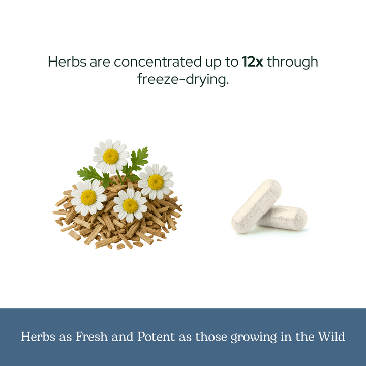 White Willow Feverfew