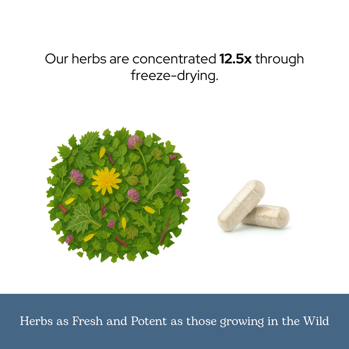 Lymph & Blood Cleanse Capsules
