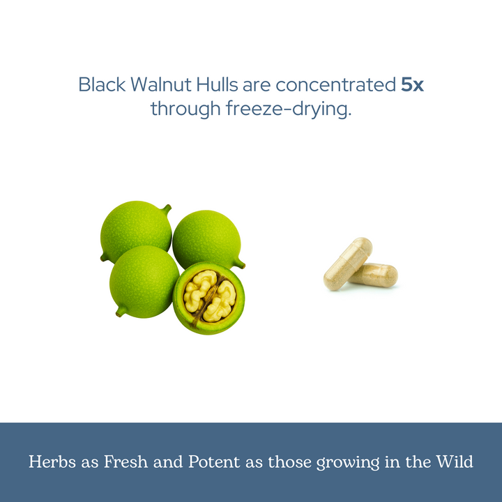 Black Walnut Capsules