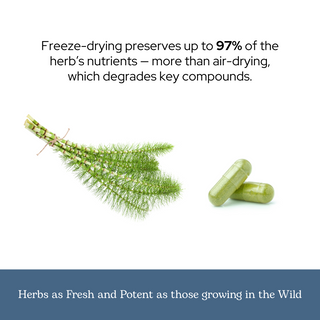 Horsetail Capsules