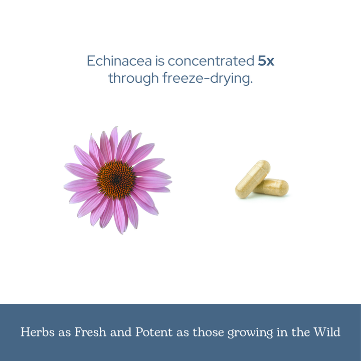 Echinacea Purpurea Capsules