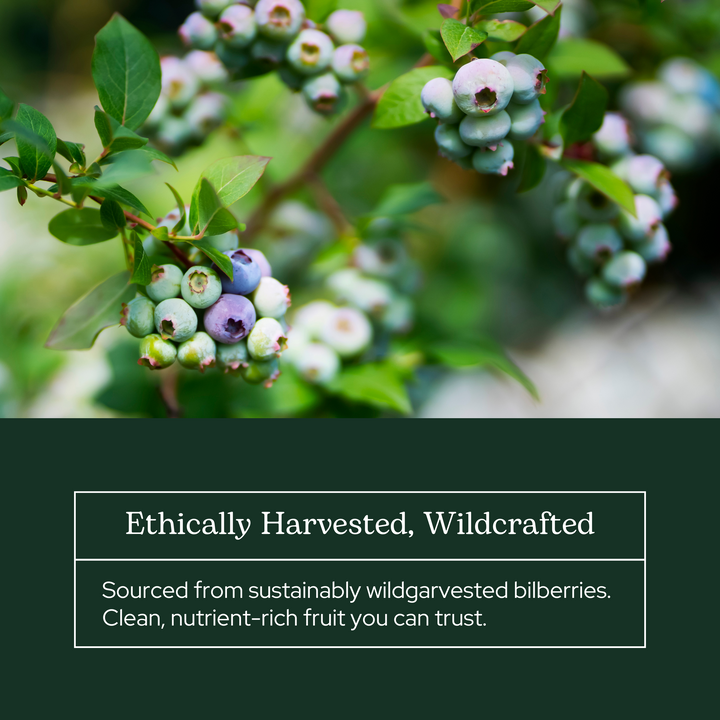 Bilberry