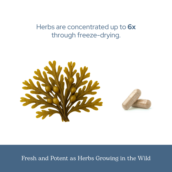 Bladderwrack Capsules