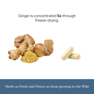 Ginger Capsules