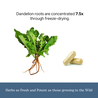 Dandelion Root Capsules