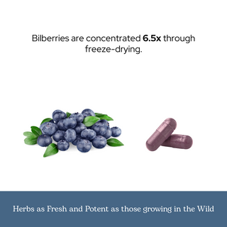 Bilberry Capsules