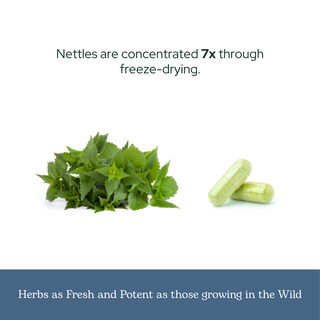 Nettle