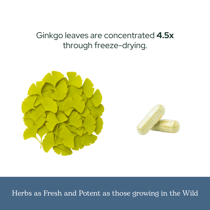 Ginkgo Capsules
