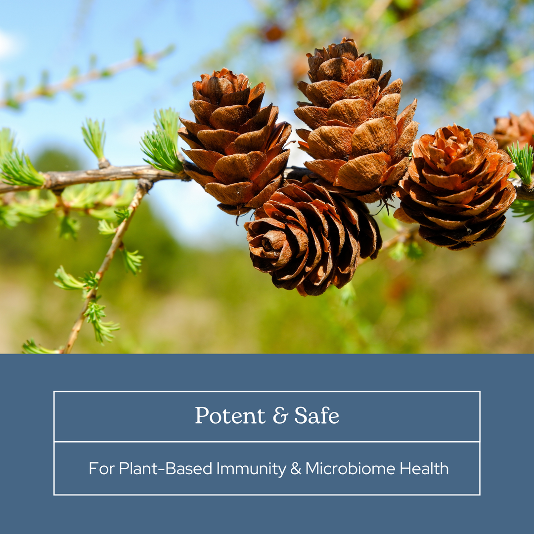 Larix Powder