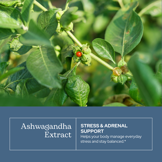 Ashwagandha Extract