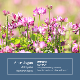 Bottle of organic Astragalus extract tincture for immune and energy support