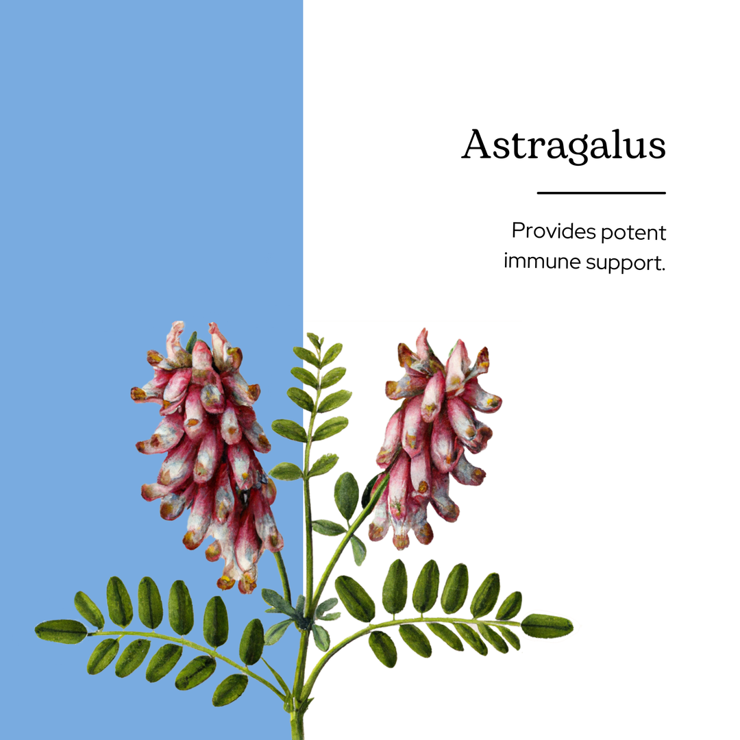 Astragalus Extract