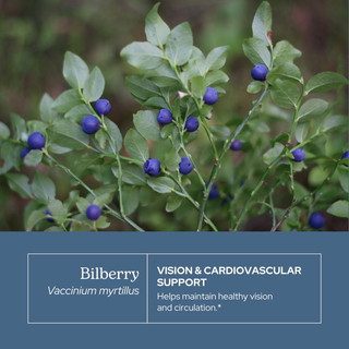 Bilberry glycerite bottle highlighting vision and cardiovascular support with ethically sourced European bilberry extract