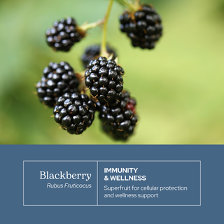 Blackberry capsules made from freeze-dried whole Oregon blackberries for digestive, immune, and skin health.