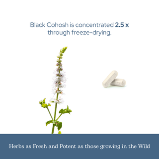 Bottle of organic Black Cohosh capsules for menopause, hormonal balance, and joint support