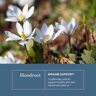 Bloodroot Extract
