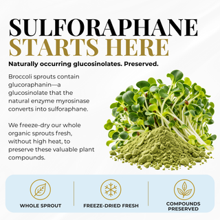 Broccoli Sprouts Powder