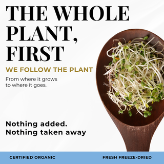 Broccoli Sprouts Powder