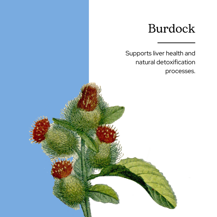 Burdock Capsules