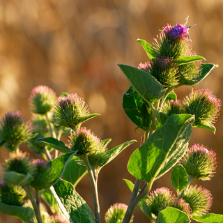 Burdock Capsules