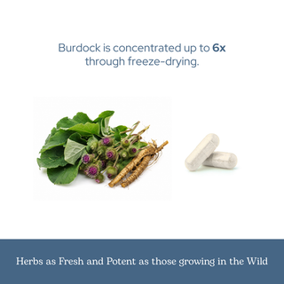 Organic burdock capsules for liver support, digestion, and skin wellness, freeze-dried for potency