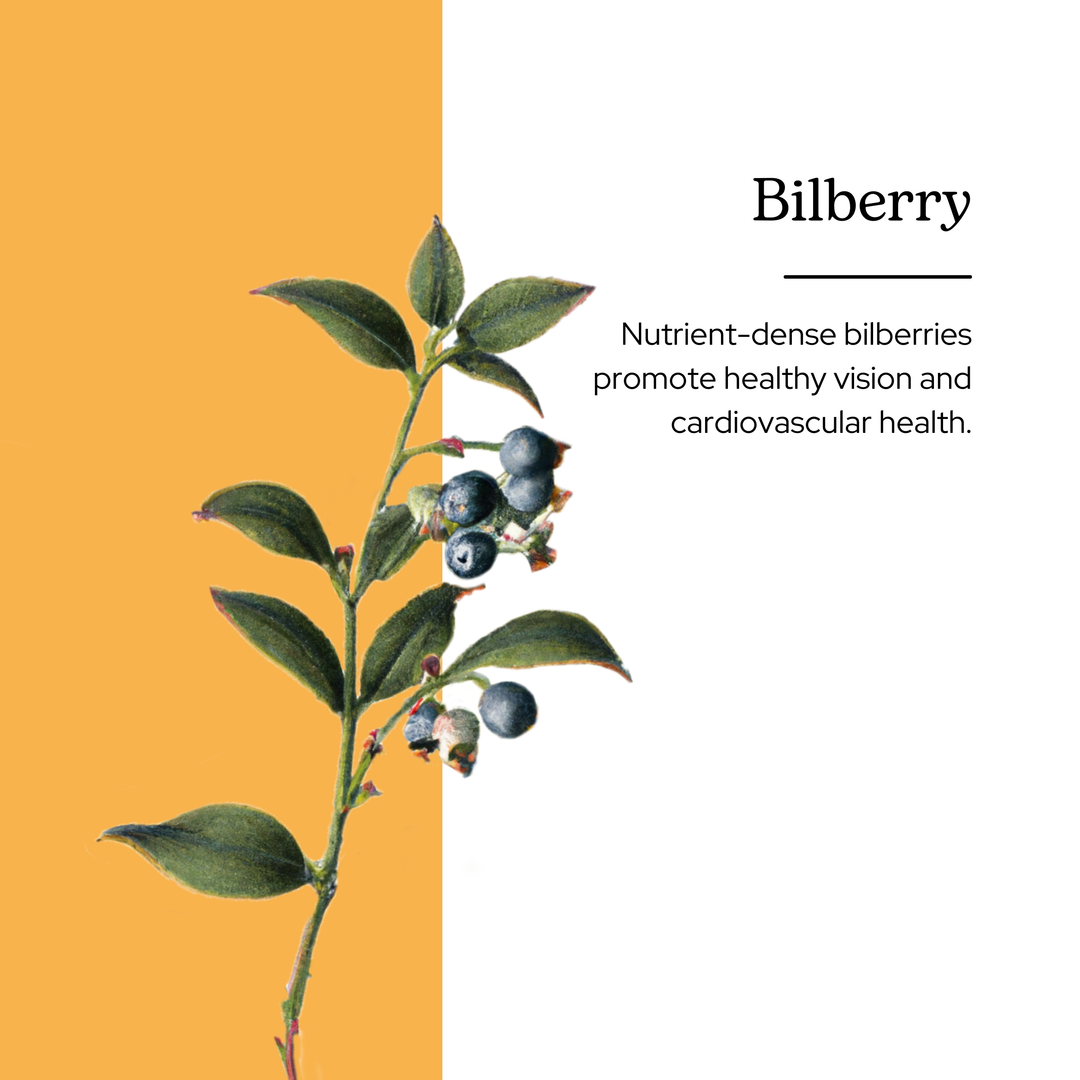 Bilberry Glycerite