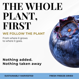 Eclectic Herb Follows The whole Plant First graphic. We follow the plant from where it goes to where it goes. Nothing added. Nothing taken away. Ethically wildcrafted and freeze-dried.