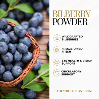 Eclectic Herb Bilberry graphic highlighting wildcrafted, fresh freeze-dried berries with no fillers or unnecessary additives.
