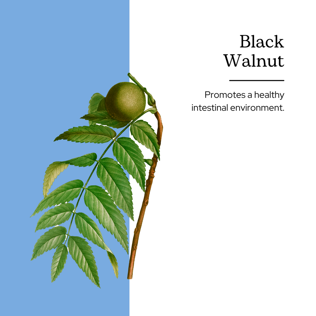 Black Walnut Capsules