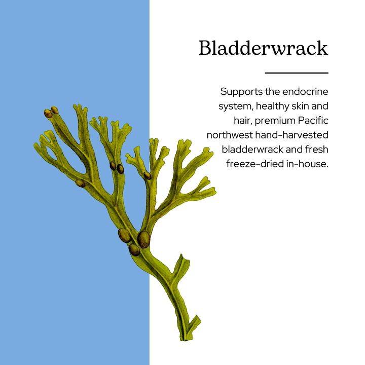 Bladderwrack Capsules