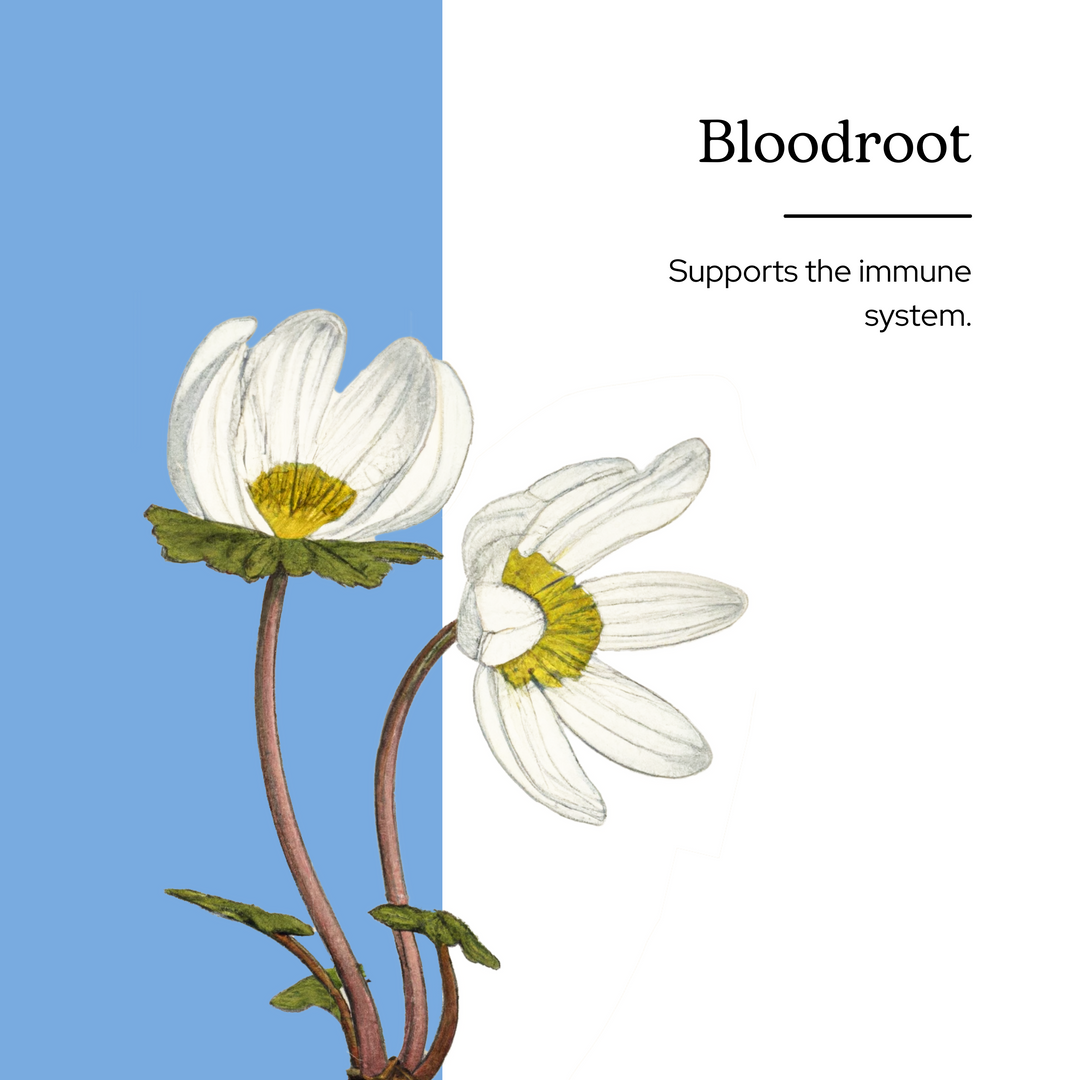 Bloodroot Extract